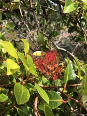 Metrosideros tremuloides