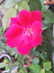 Rosa