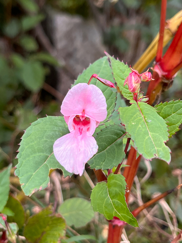Himalayan balsam