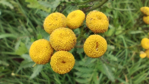Common Tansy