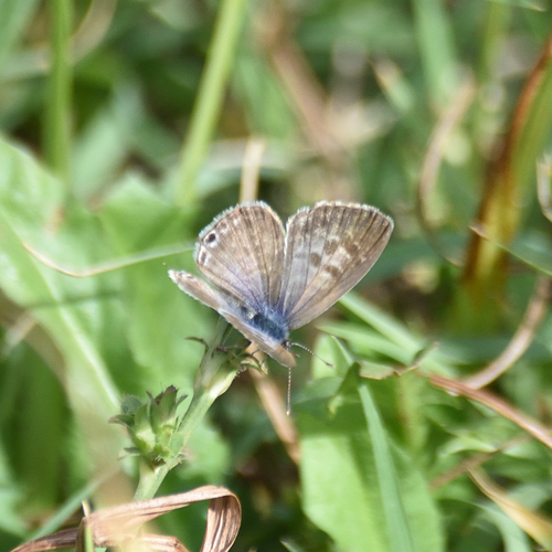 Lang's Short-tailed Blue