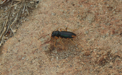 Tetracha angustata