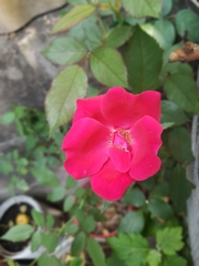 Rosa