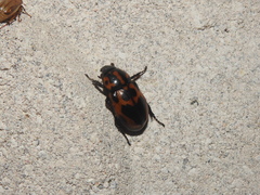 Cyclocephala mafaffa
