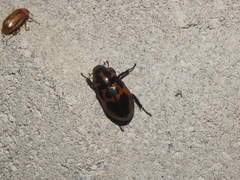 Cyclocephala mafaffa