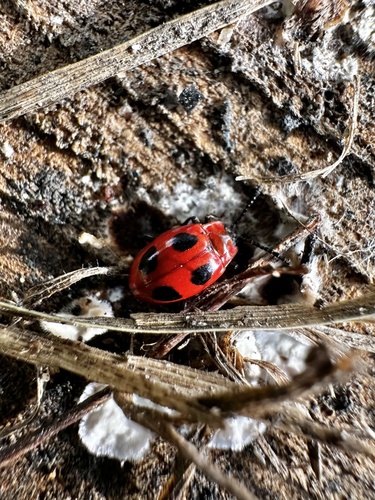 False Ladybird