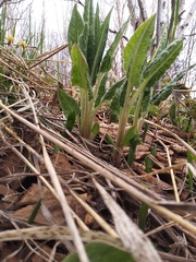 Saussurea pseudotilesii