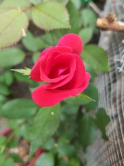 Rosa