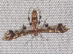 Geina periscelidactylus