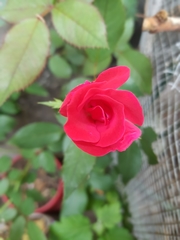 Rosa