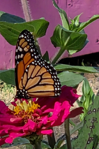 Monarch