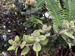 Metrosideros rugosa