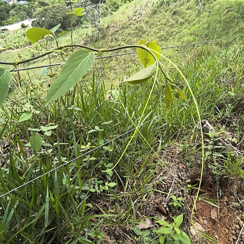 Passiflora maliformis observed 2026-10-11