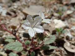 Phacelia longipes