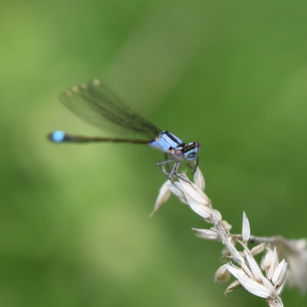 Pacific Forktail