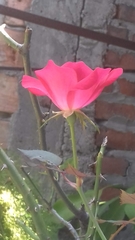 Rosa
