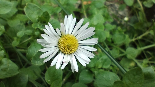 Lawn daisy