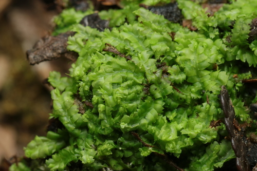 Geocalyx graveolens, 2026-06-18