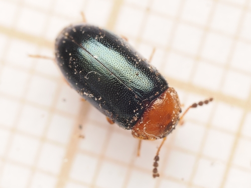 Tetratoma fungorum