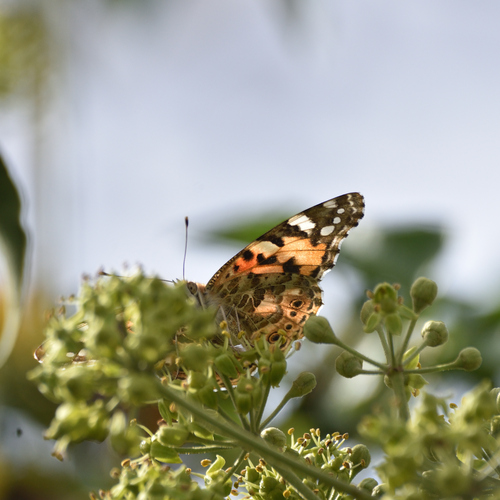 Painted Lady
