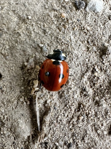 Seven-spotted Lady Beetle