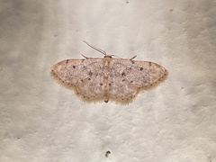 Idaea bonifata