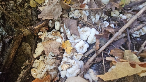 Aborted entoloma