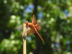 Libellula saturata