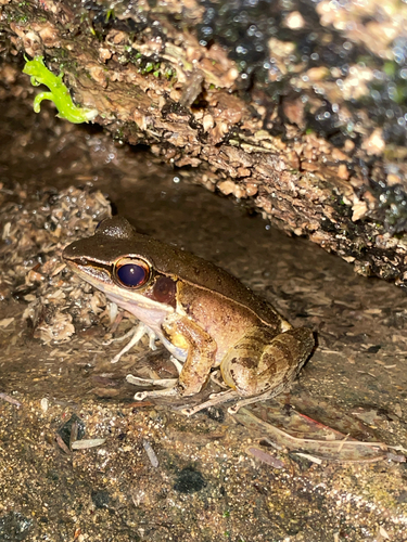 Günther's Golden-backed Frog