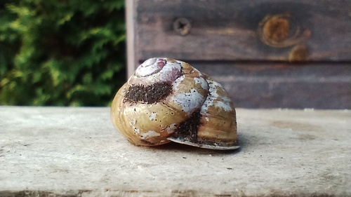 Brown-lipped Snail