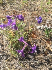 Delphinium bicolor