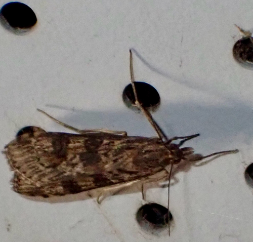 Lucerne Moth