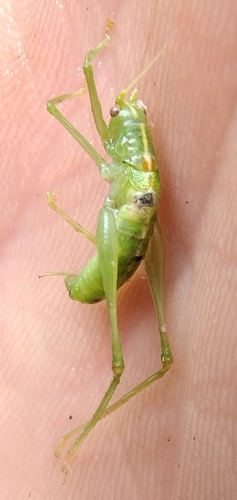 Southern Oak Bush-cricket
