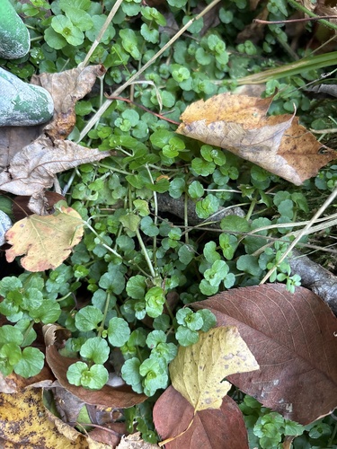Chrysosplenium americanum observed 2026-10-11