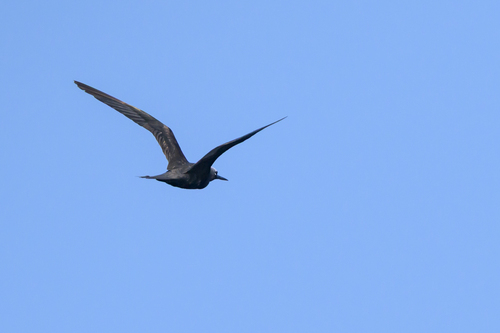 Anous minutus, 2026-10-02