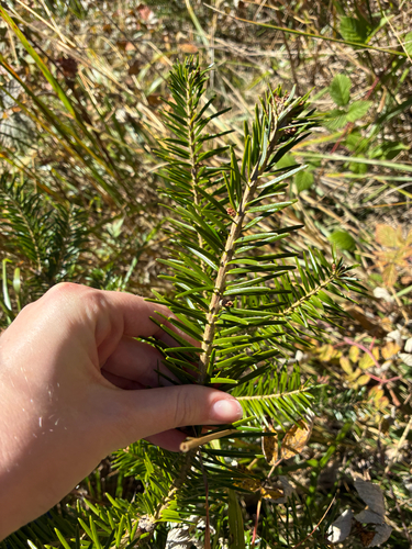 Abies nordmanniana, 2026-10-03