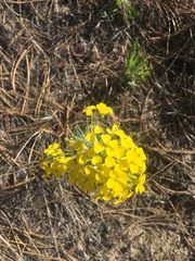 Erysimum asperum