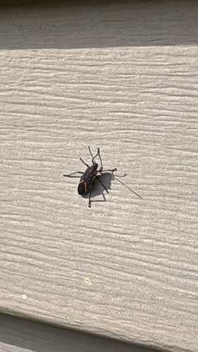 Eastern Boxelder Bug