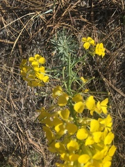 Erysimum asperum