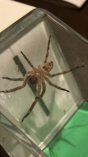 Mediterranean Spiny False Wolf Spider