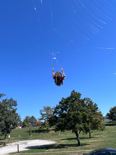 Spotted Orbweaver