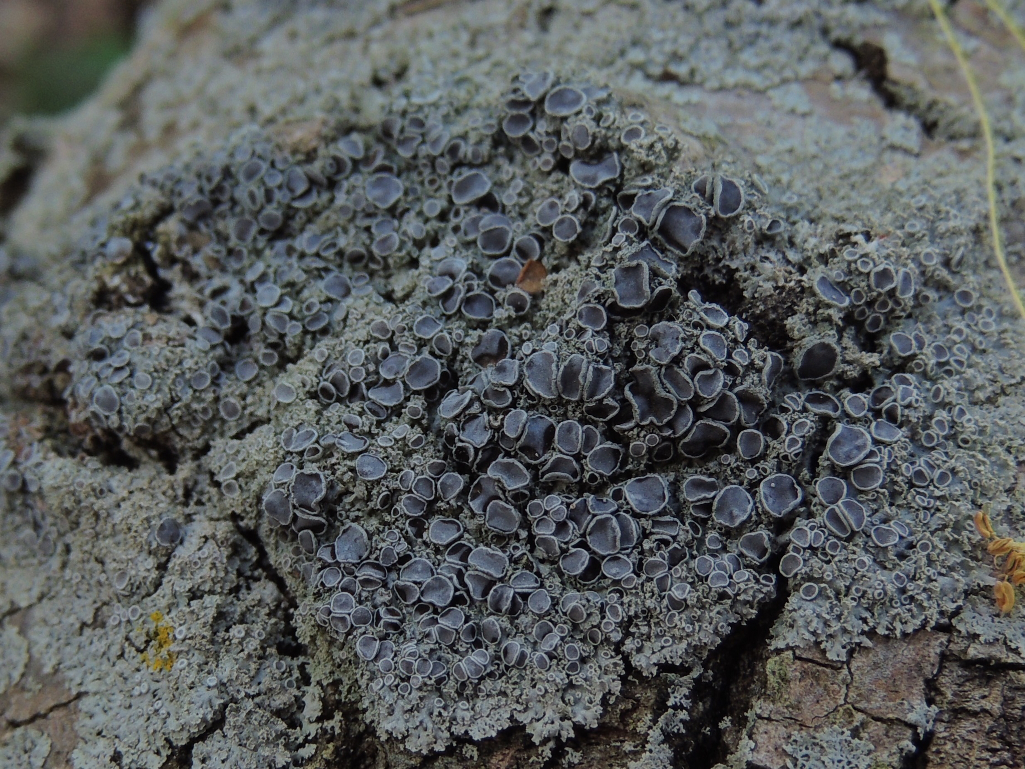 Physcia millegrana image