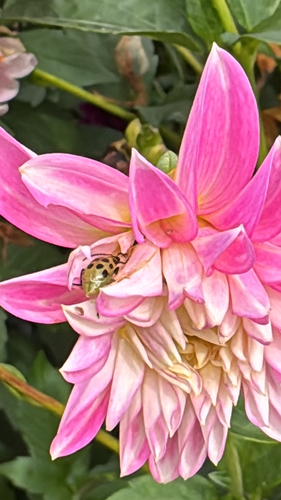 Spotted Cucumber Beetle