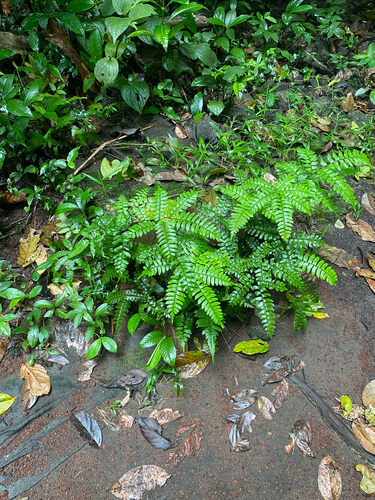 Adiantum latifolium, 2026-10-11