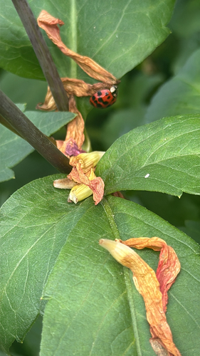 Asian Lady Beetle