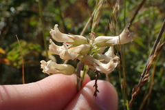Astragalus curtipes