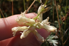 Astragalus curtipes