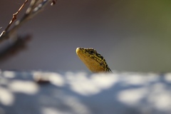 Liolaemus tenuis