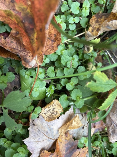Chrysosplenium americanum observed 2026-10-11
