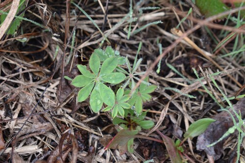 Lupinus perennis, 2026-10-11